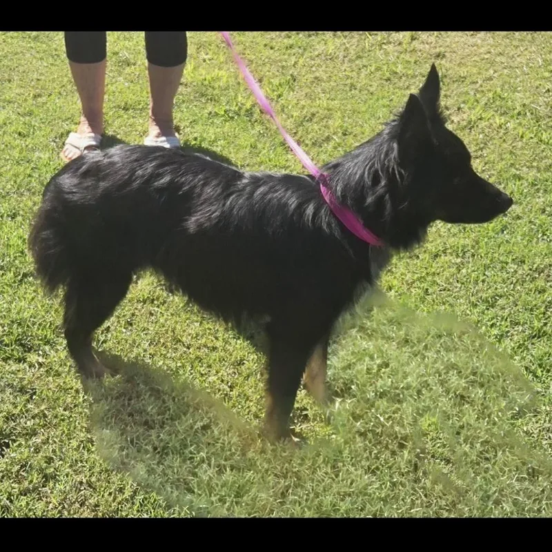 Charlie    thumbnail 2