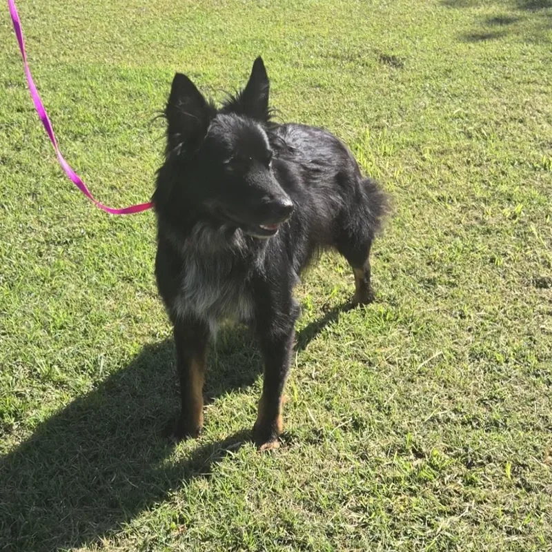 Charlie    thumbnail 3