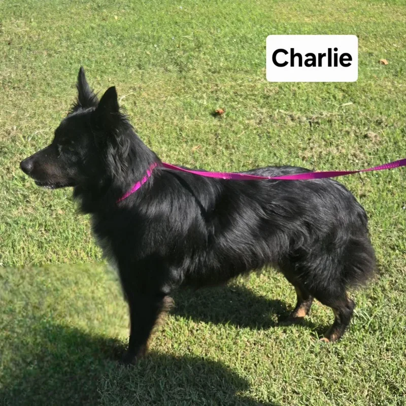 Charlie    thumbnail 4