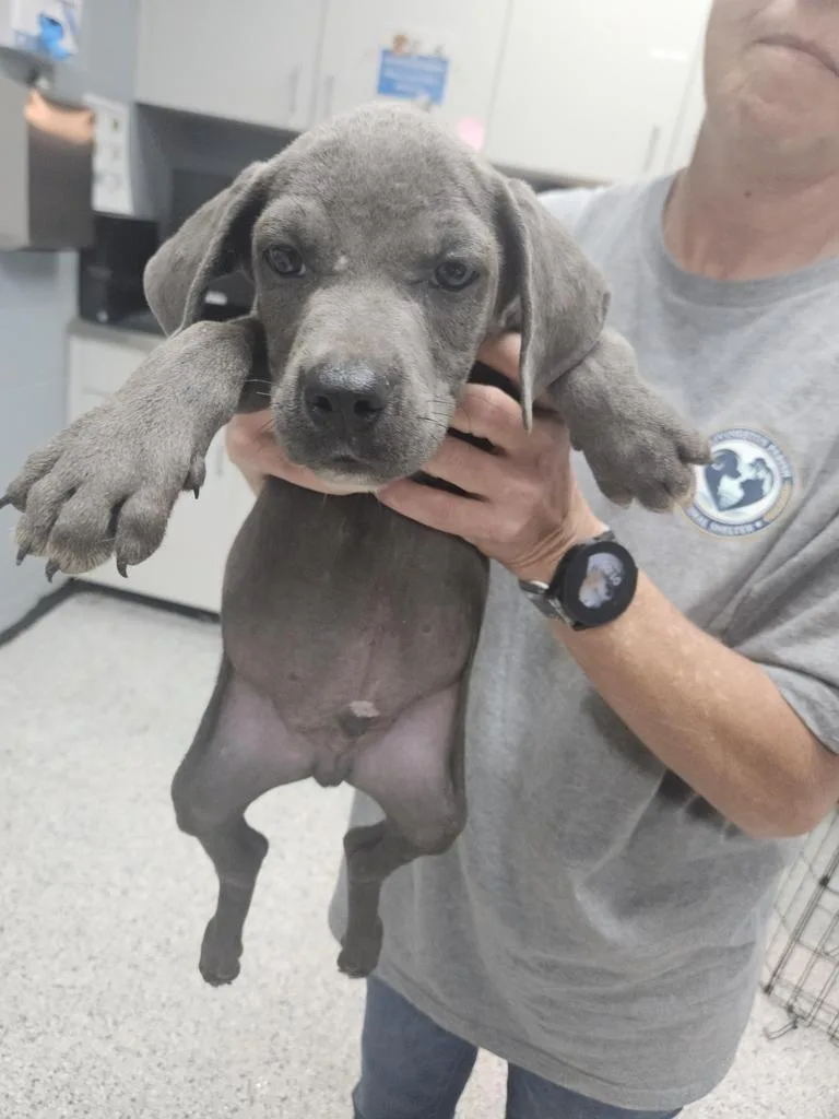 A baby small-sized male Pit Bull Terrier dog named Leo for adoption in Livingston, LA