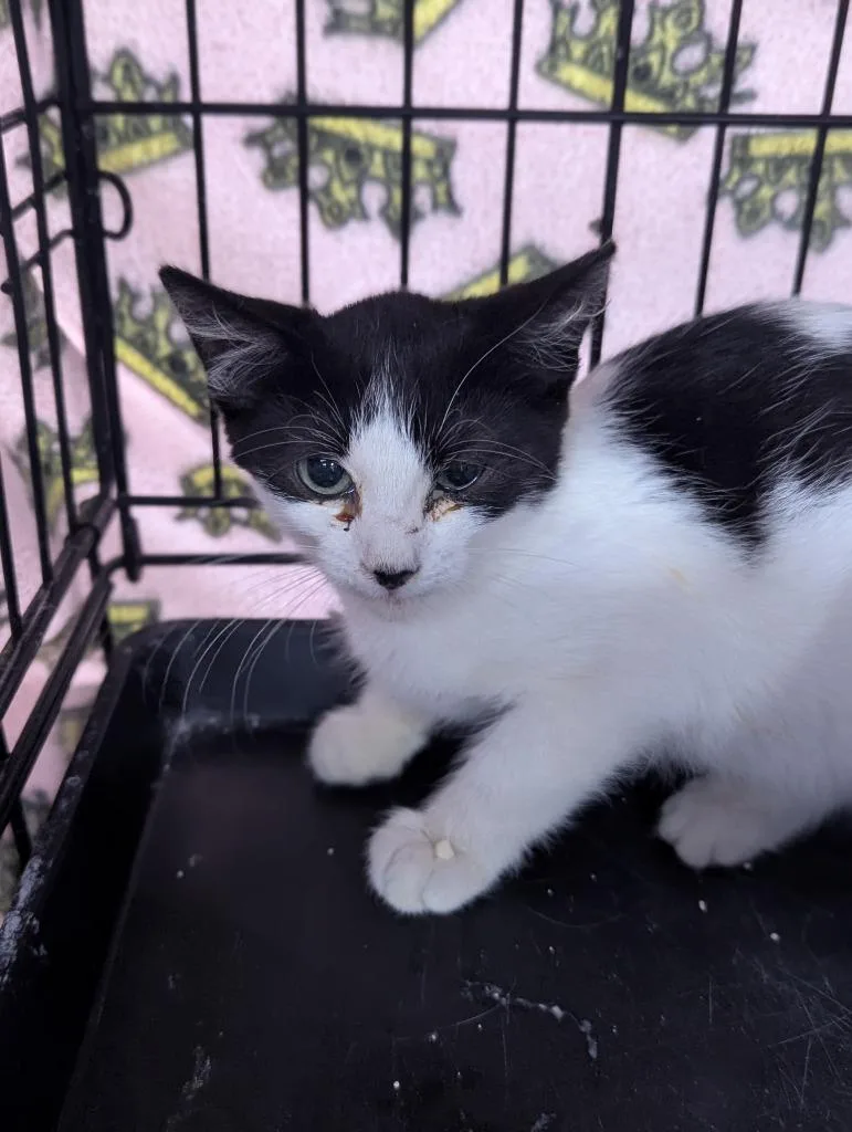 A baby medium-sized female Domestic Short Hair cat named Domino for adoption in St. Cloud, MN