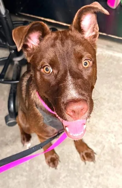 A young medium-sized female Labrador Retriever dog named Katrina for adoption in Bowling Green, KY