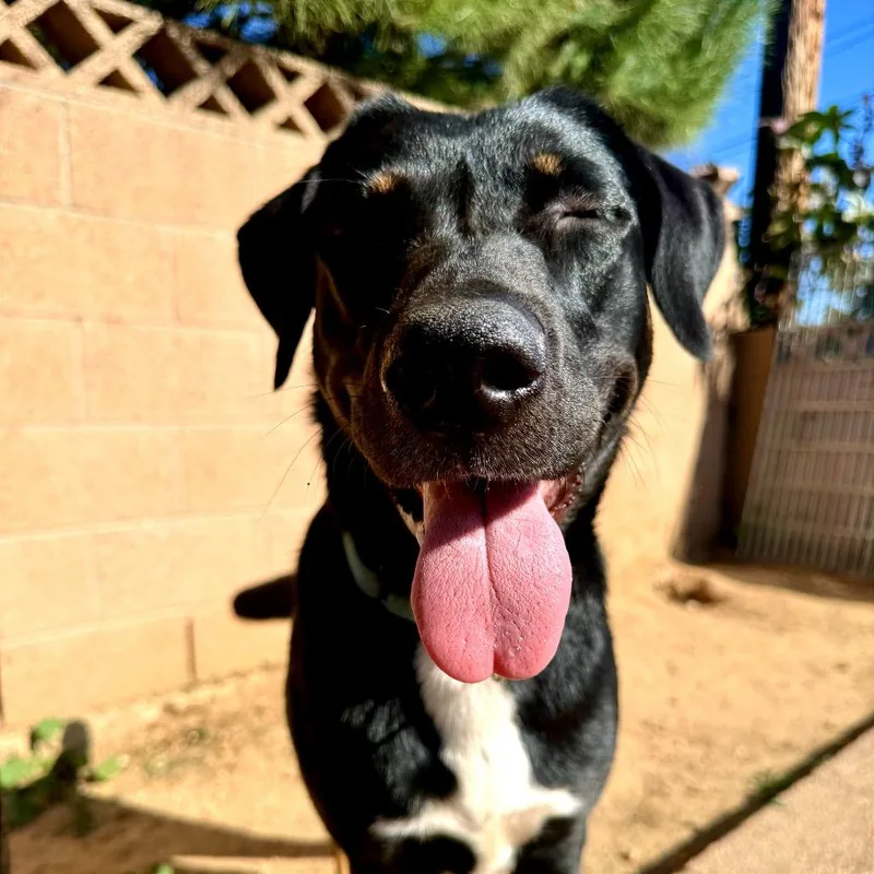 An adult large-sized female Black Labrador Retriever dog named Padme for adoption in Rosemead, CA