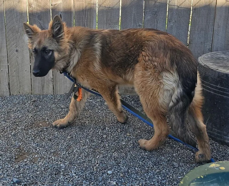 Puppy Lissa thumbnail 2