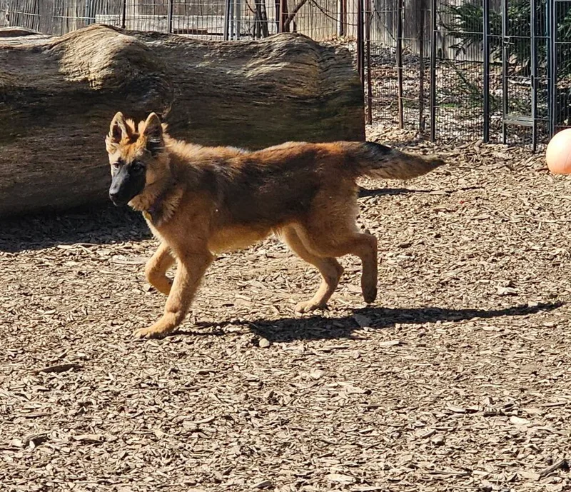 Puppy Lissa thumbnail 3