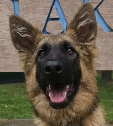 Puppy Lissa thumbnail 4