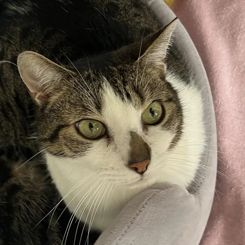 A senior large-sized male Brown / Chocolate Domestic Short Hair cat named Firecracker for adoption in Salisbury, MA