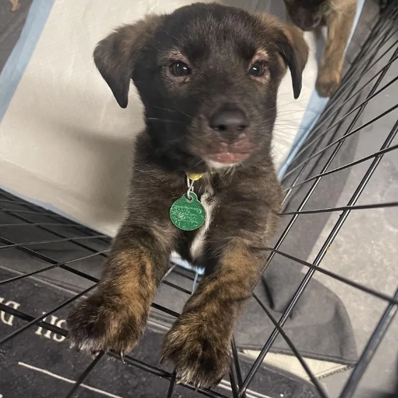 A baby small-sized female Brown / Chocolate Mixed Breed dog named Pancetta for adoption in Buffalo, MN