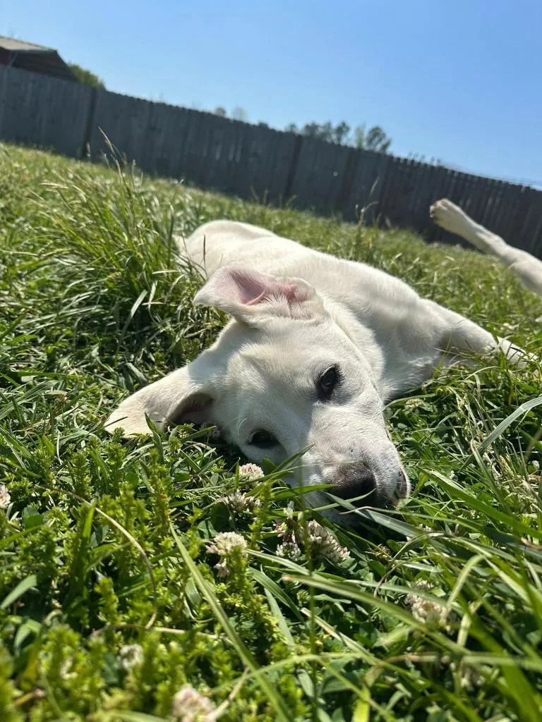 A baby large-sized female Mixed Breed dog named Thea for adoption in Fond Du Lac, WI