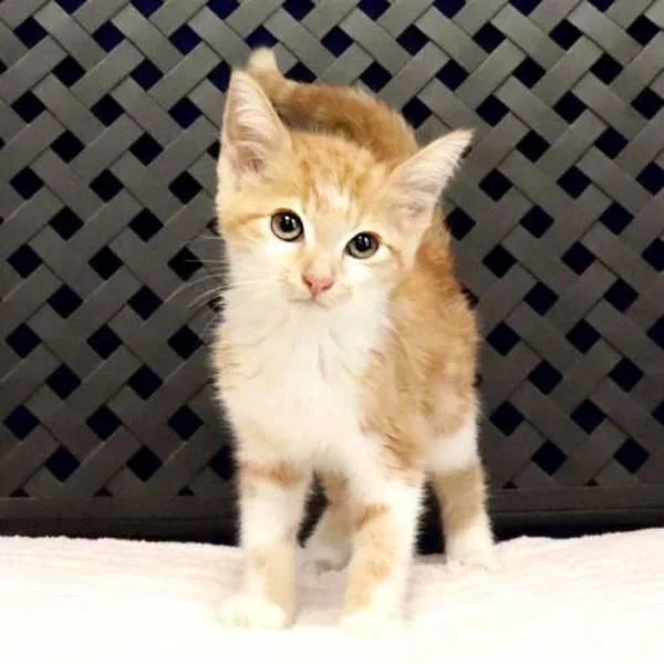 A baby small-sized female Domestic Medium Hair cat named Cheetah for adoption in Fort Davis, TX