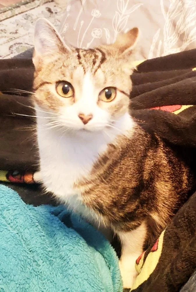 Sweetheart thumbnail 3