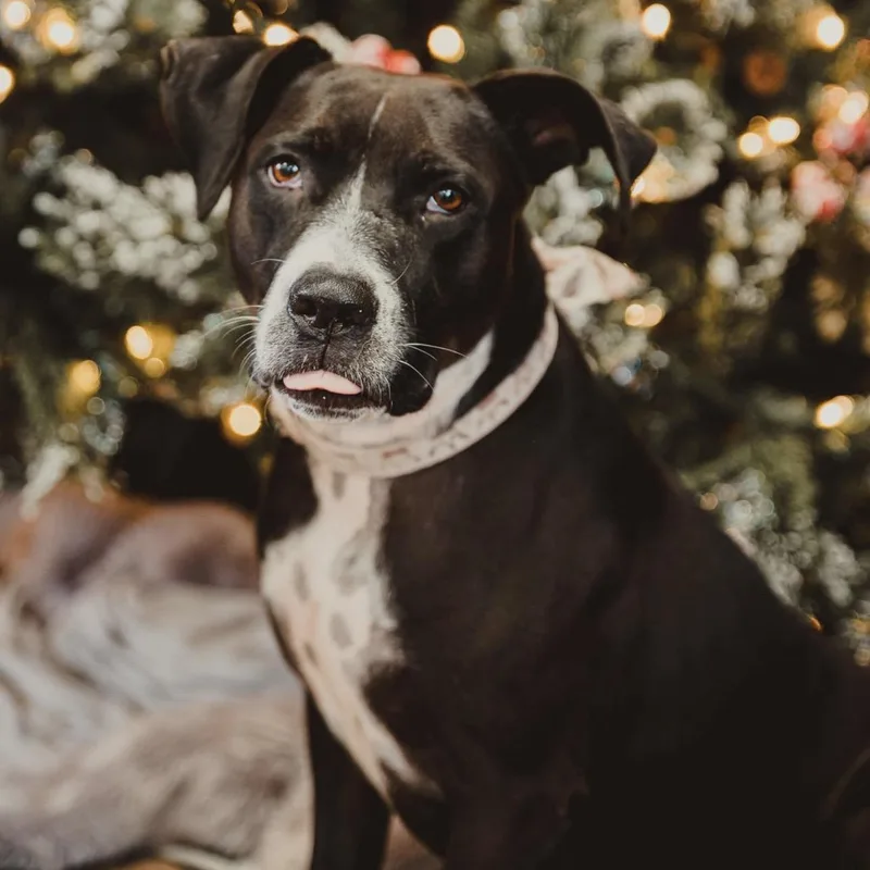 Comfy  Professional Snuggler thumbnail 2