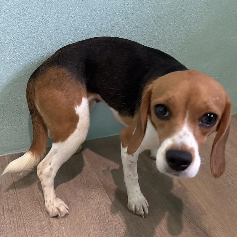 A young small-sized female Yellow / Tan / Blond / Fawn Beagle dog named Tater Tot for adoption in LOXAHATCHEE, FL