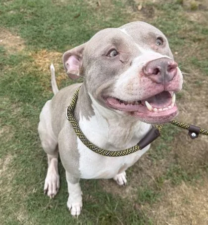 An adult medium-sized female Pit Bull Terrier dog named Sage for adoption in Conway, SC