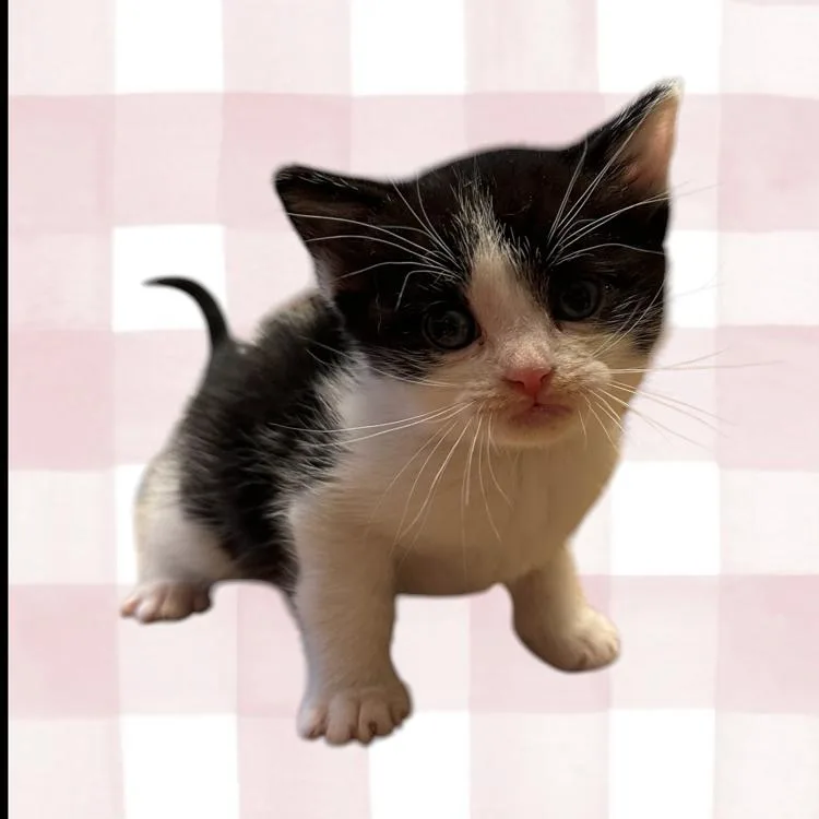 A baby small-sized male White Domestic Short Hair cat named Joel for adoption in Grantsville, UT