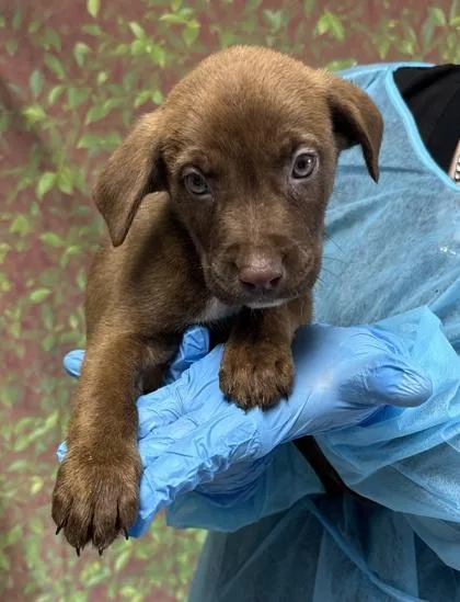 A young small-sized male Shepherd dog named Hornet for adoption in San Antonio, TX