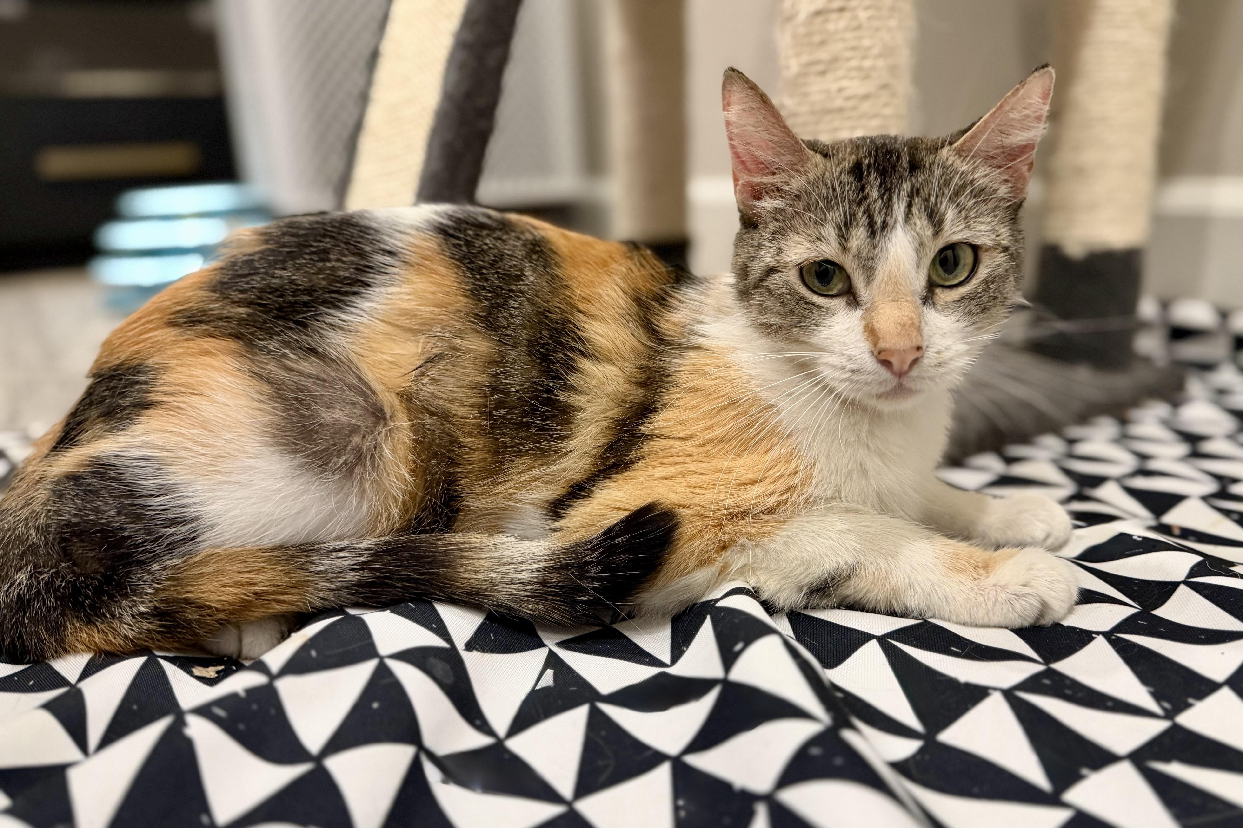 An adult medium-sized female Domestic Medium Hair cat named Magpie for adoption in Fountain Hills, AZ