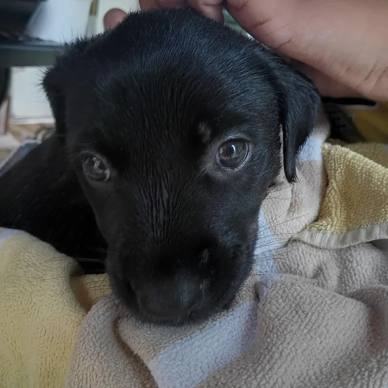 A baby small-sized female Black Labrador Retriever dog named Shasta for adoption in Valley, AL