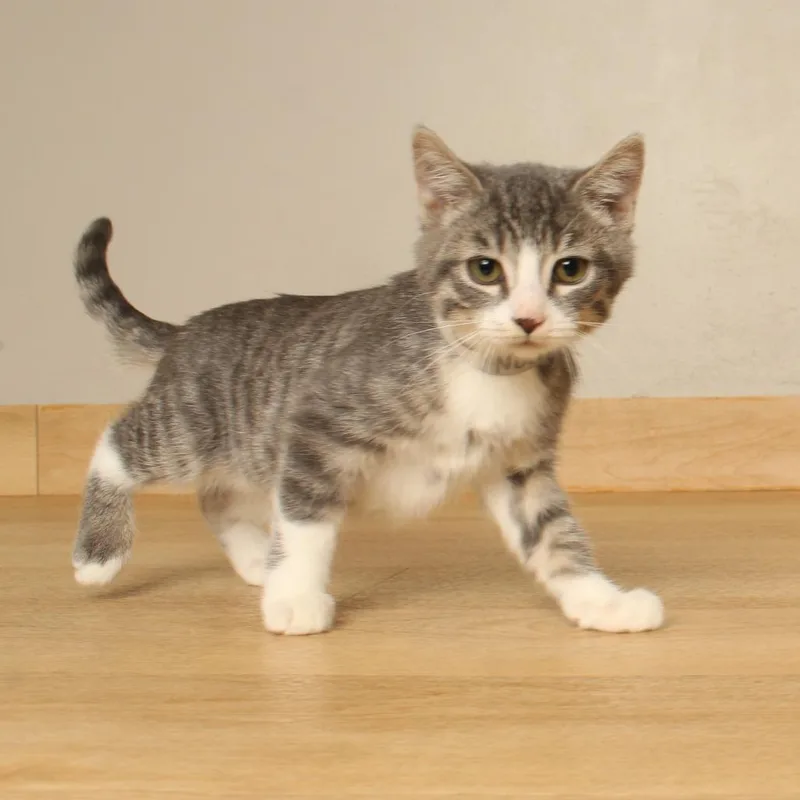 A baby small-sized male Domestic Short Hair cat named Noodin C for adoption in Minnetonka, MN