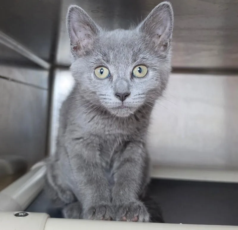 A young medium-sized female Domestic Short Hair cat named Gretel for adoption in Roanoke, VA