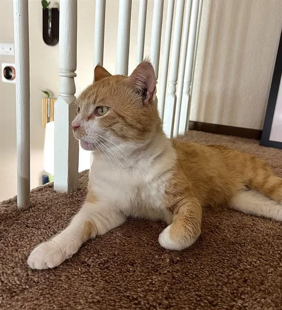 A young small-sized male Domestic Short Hair cat named Canelo for adoption in Sacramento, CA