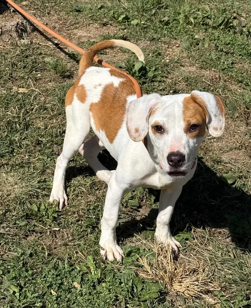A baby medium-sized male White / Cream Pit Bull Terrier dog named Scrappy Doo for adoption in Springfield, IL