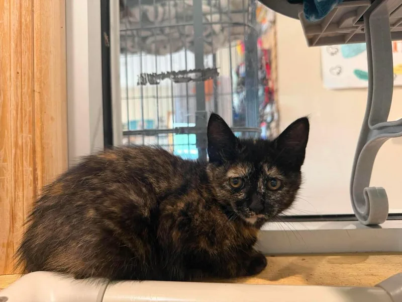 A baby medium-sized female Domestic Short Hair cat named T Glameow for adoption in Ashland, WI