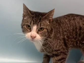 An adult small-sized male Domestic Short Hair cat named Moose Tracks for adoption in Golden Valley, MN