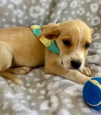 A baby medium-sized male Border Collie dog named Luigi for adoption in Morton Grove, IL