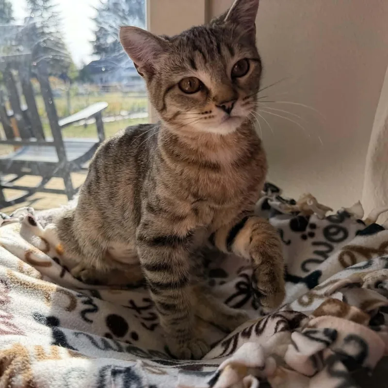 A baby small-sized female Tabby (Brown / Chocolate) Domestic Short Hair cat named Magnolia for adoption in Gladstone, OR
