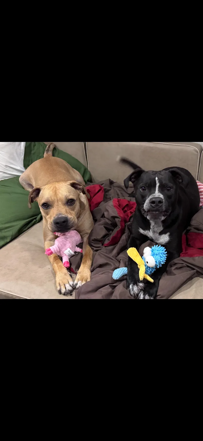 Costello thumbnail 3