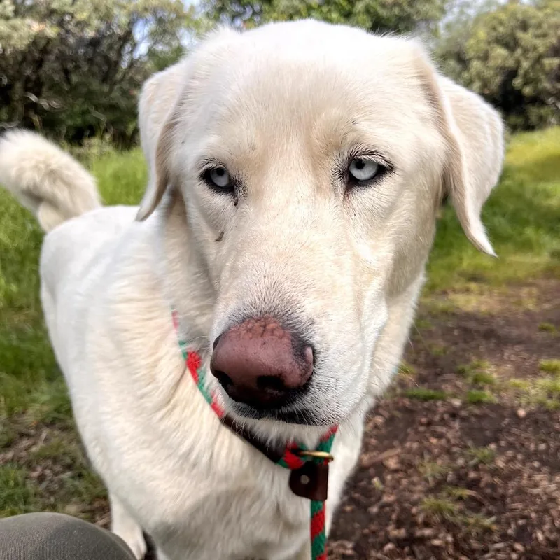An adult large-sized female White / Cream Akbash dog named Paxton for adoption in Grass Valley, CA