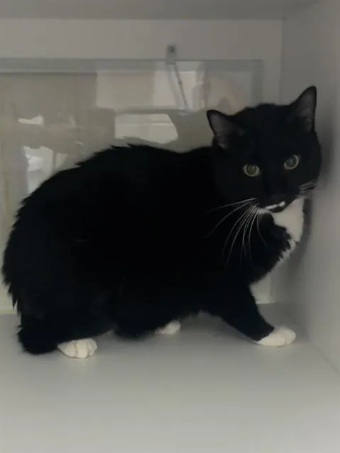 An adult medium-sized female Domestic Short Hair cat named Mia for adoption in Upper Marlboro, MD