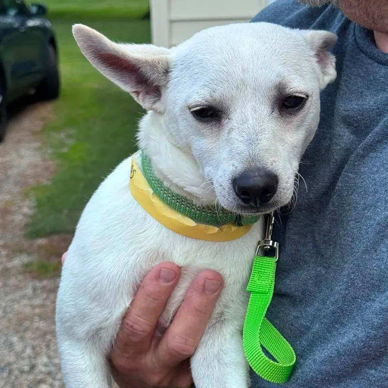 An adult small-sized male Chihuahua dog named Knicks for adoption in Coldwater, MI