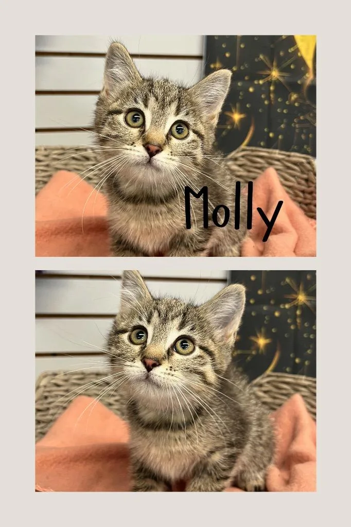 A baby small-sized female Domestic Medium Hair cat named Molly for adoption in Pierceton, IN