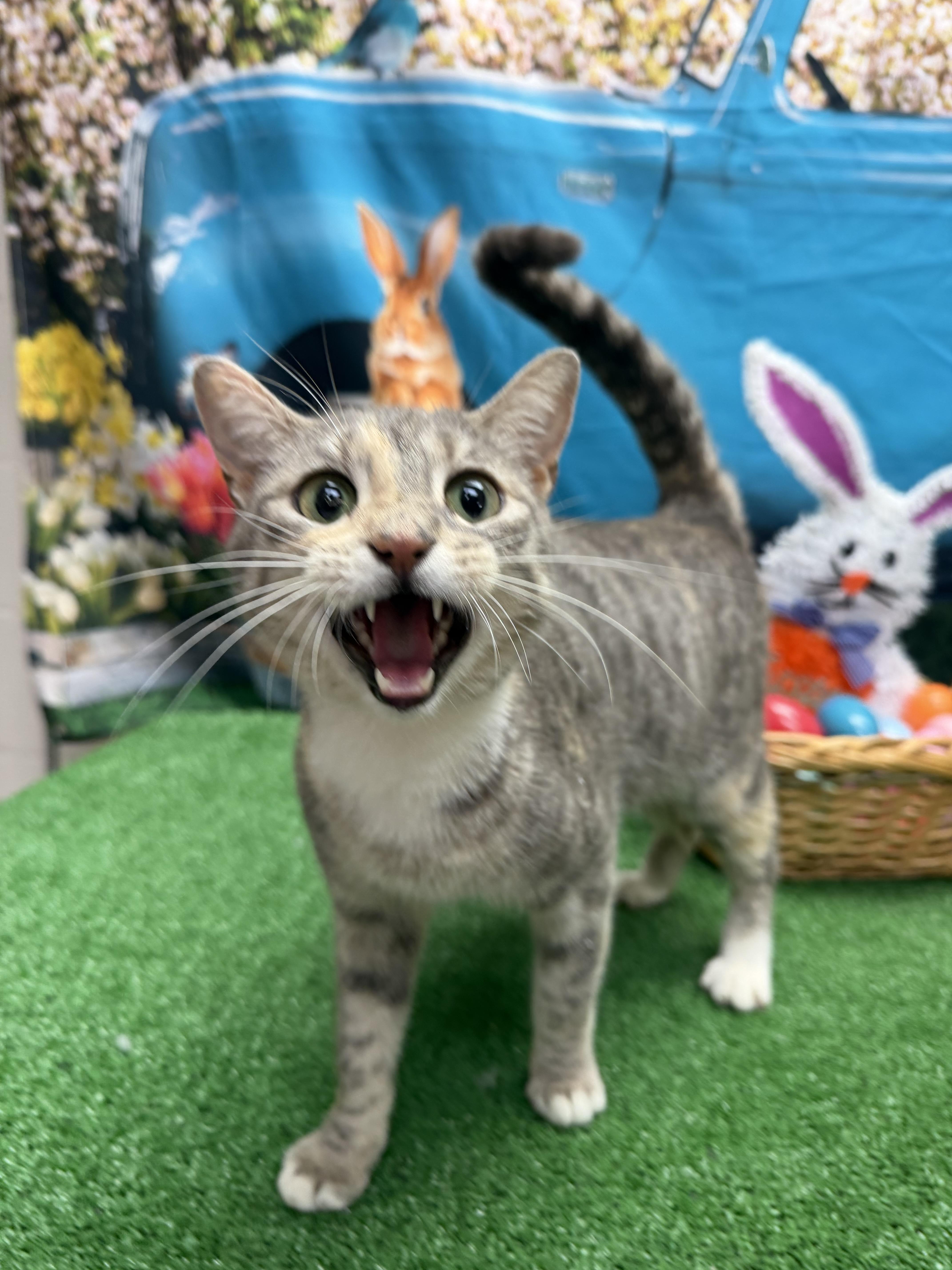 An adult medium-sized female Tabby (Gray / Blue / Silver) Domestic Short Hair cat named Lyric for adoption in Statesboro, GA