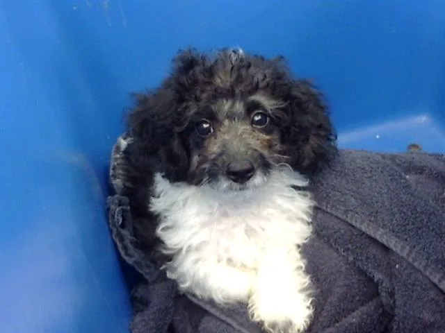 A baby small-sized male Mixed Breed dog named Buzz for adoption in Dallas, TX
