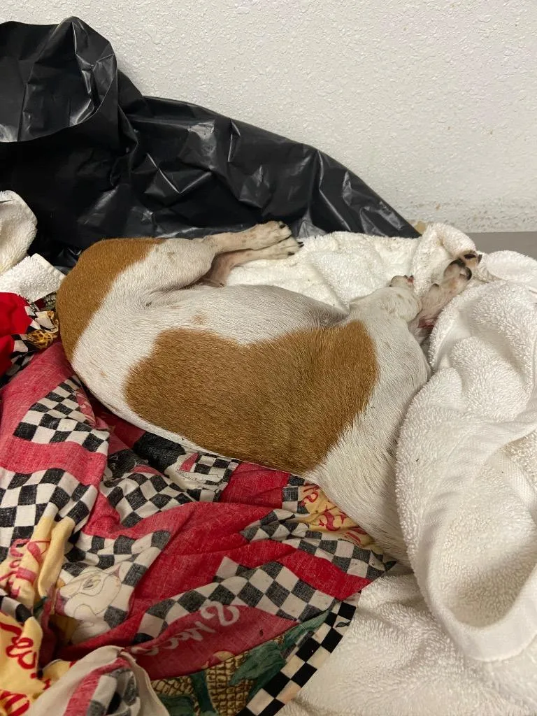 A young small-sized male Chihuahua dog named Ruddy for adoption in Lockhart, TX