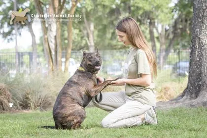 An adult large-sized male American Staffordshire Terrier dog named A Tyson for adoption in North Charleston, SC