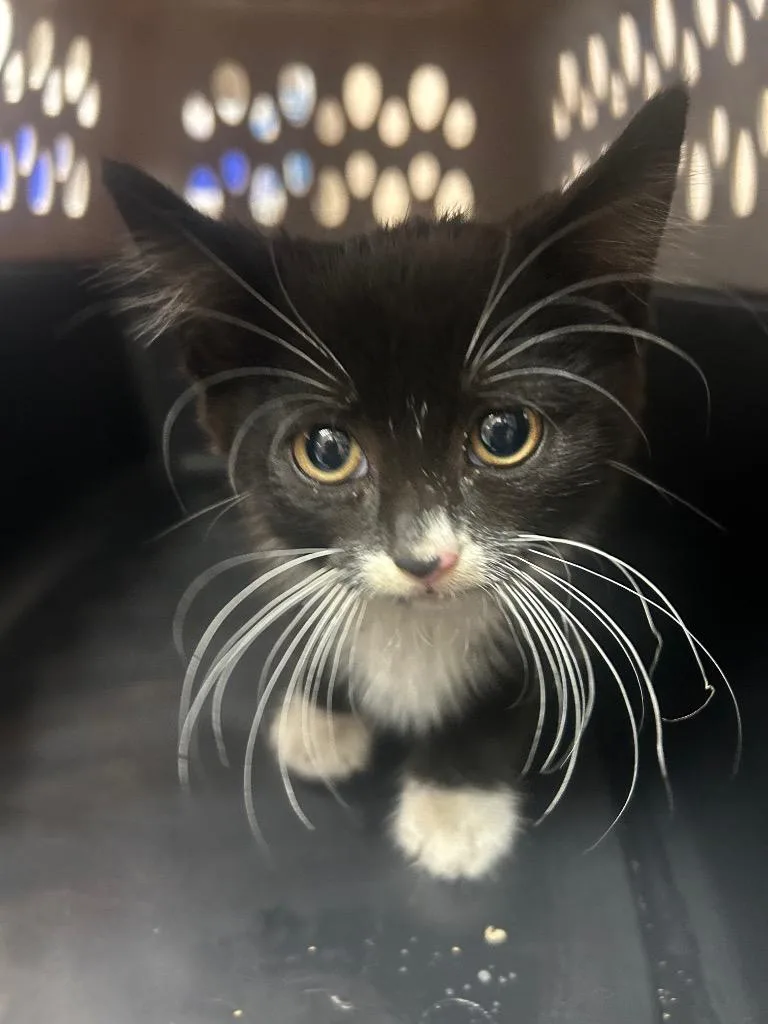 A baby small-sized male Domestic Short Hair cat named Sheldon for adoption in New Manchester, WV
