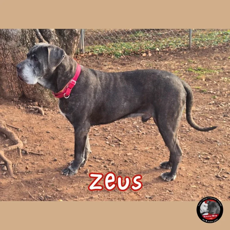 Zeus thumbnail 3