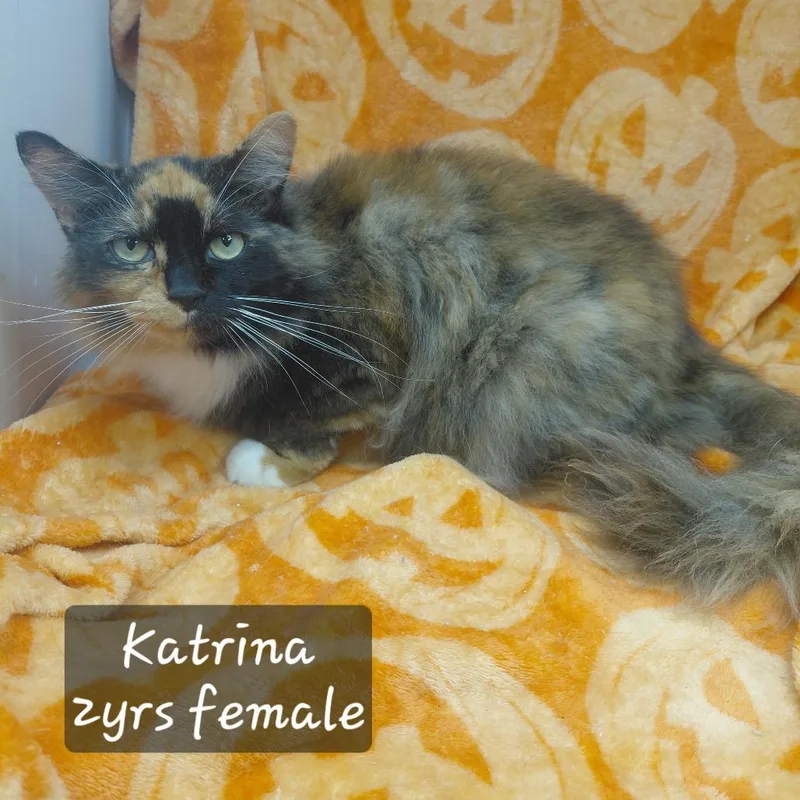 An adult small-sized female Domestic Long Hair cat named Katrina for adoption in New Tazewell, TN
