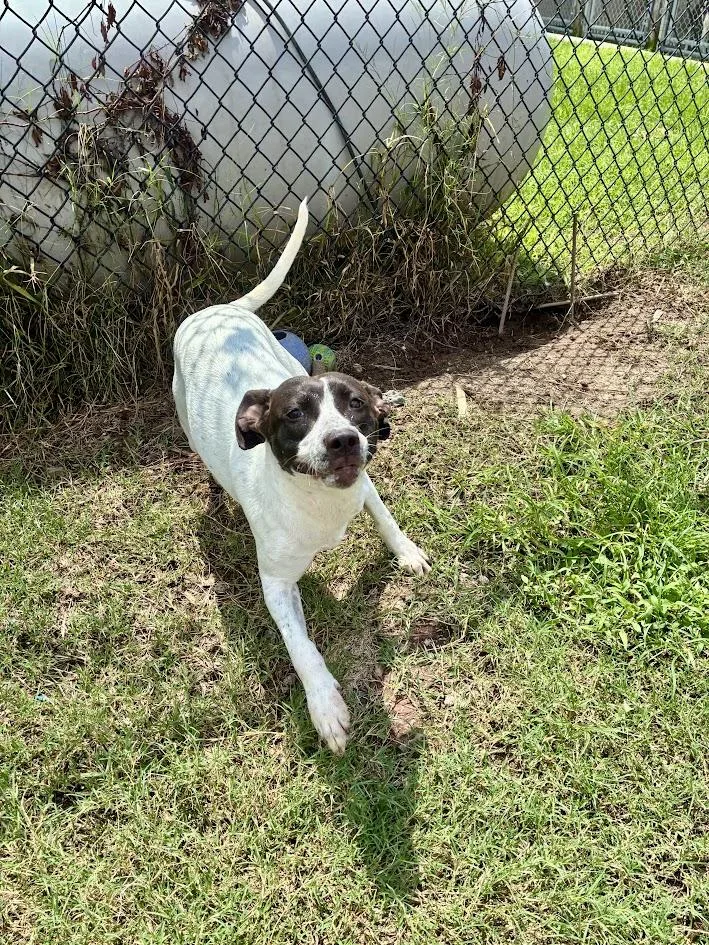 A young medium-sized female Harlequin Mixed Breed dog named Boba for adoption in Georgetown, SC