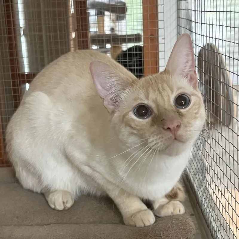 Flamepoint Mix Cutie thumbnail 2