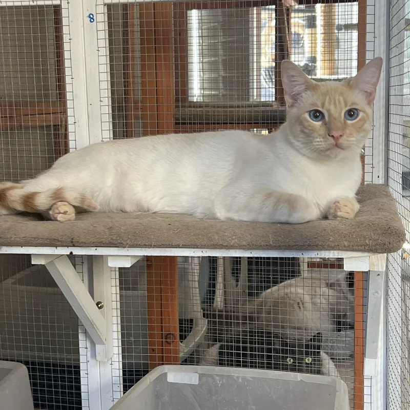 Flamepoint Mix Cutie thumbnail 3