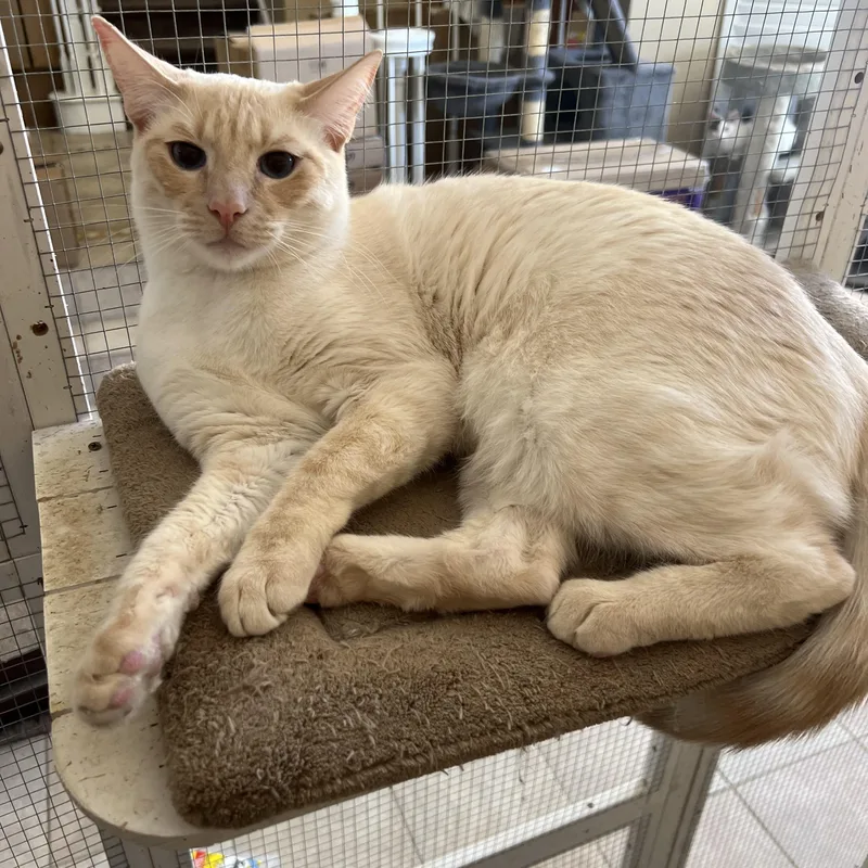 Flamepoint Mix Cutie thumbnail 4