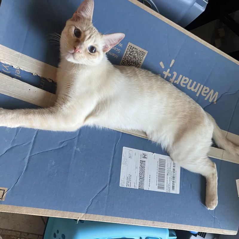 Flamepoint Mix Cutie