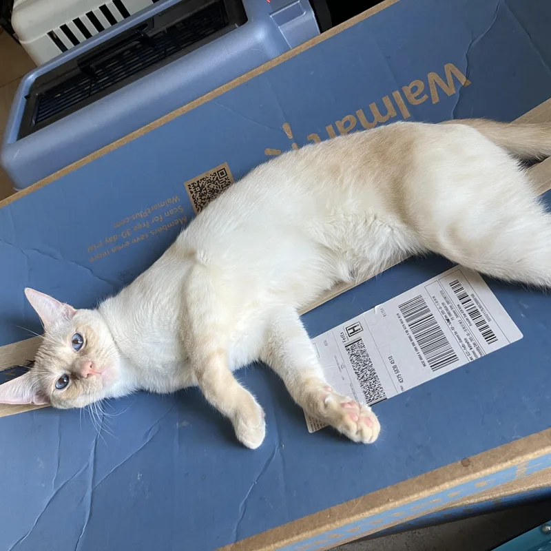 Flamepoint Mix Cutie thumbnail 5