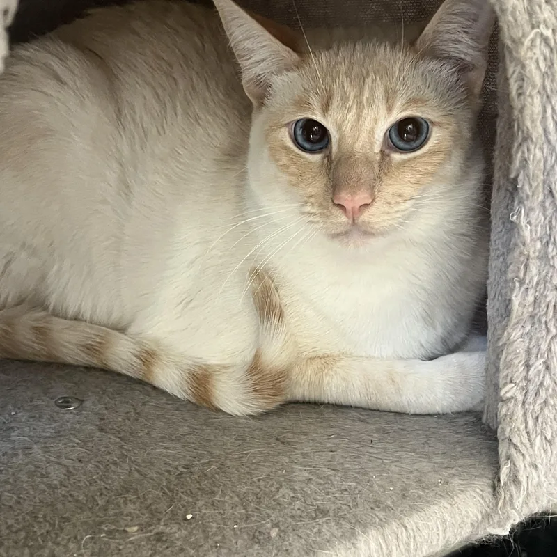 Flamepoint Mix Cutie thumbnail 6