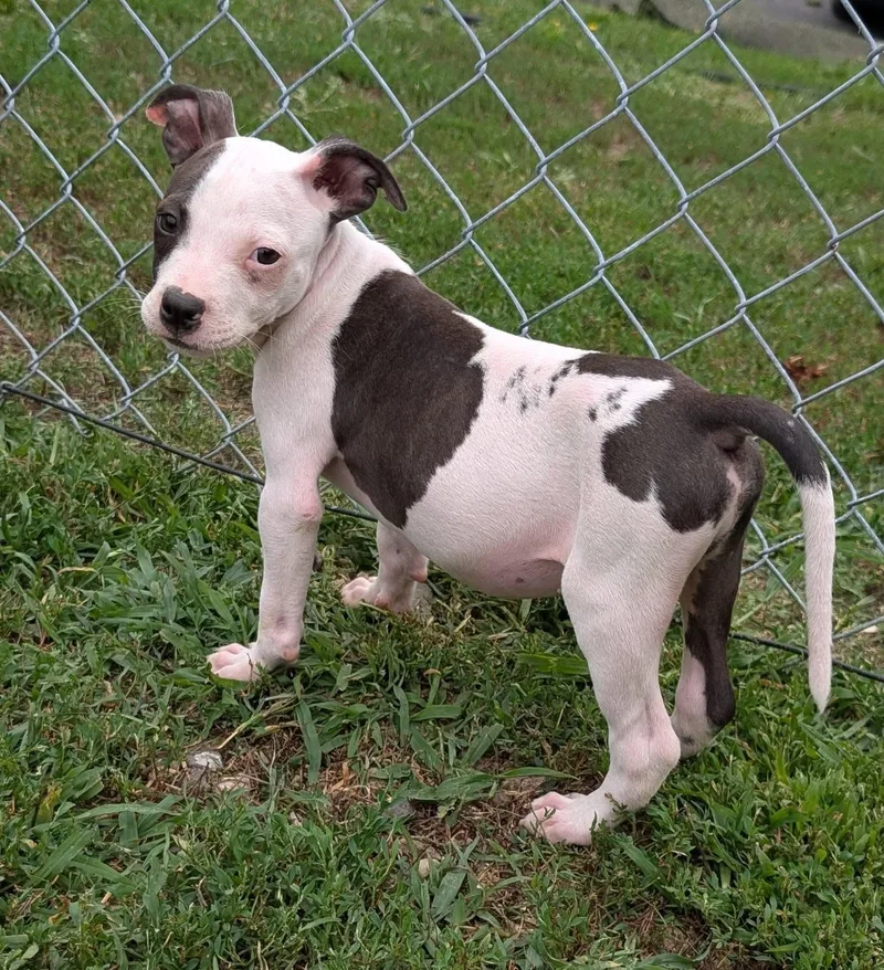 A baby medium-sized male Mixed Breed dog named Lewis for adoption in Highland, NY